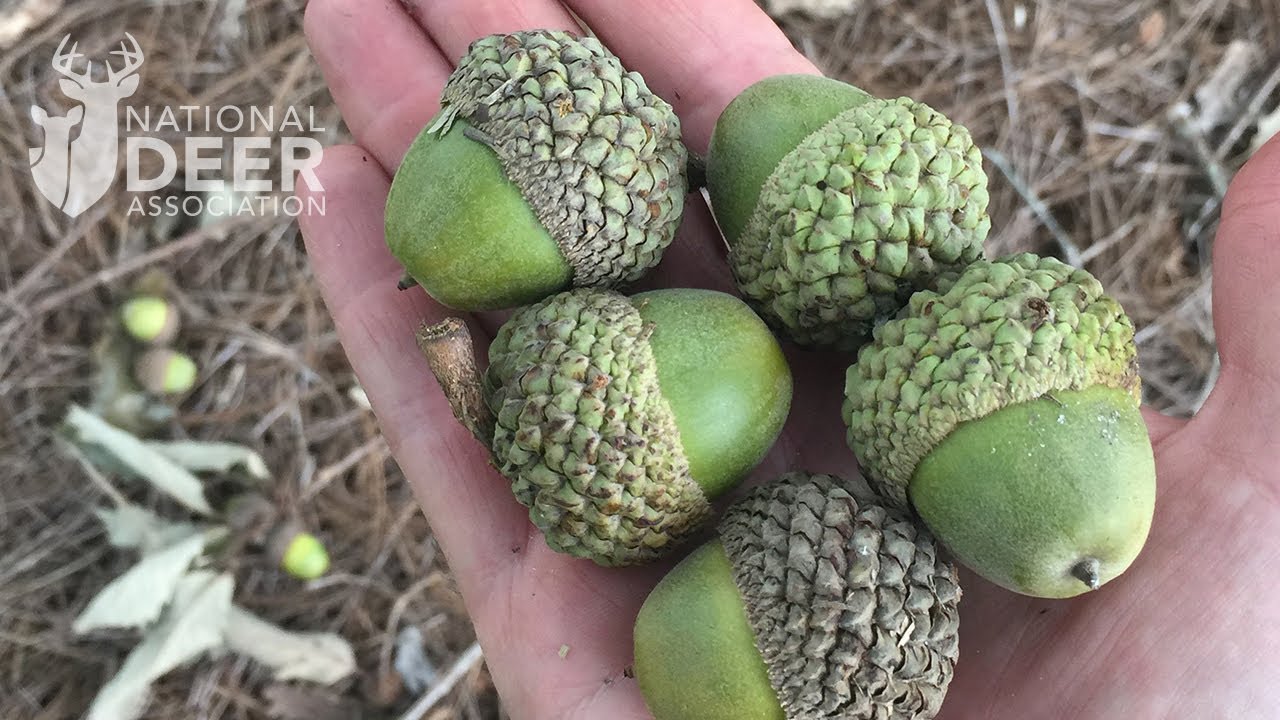 How to Make Oak Trees Produce More Acorns for Deer. It's Not What You Might Think.