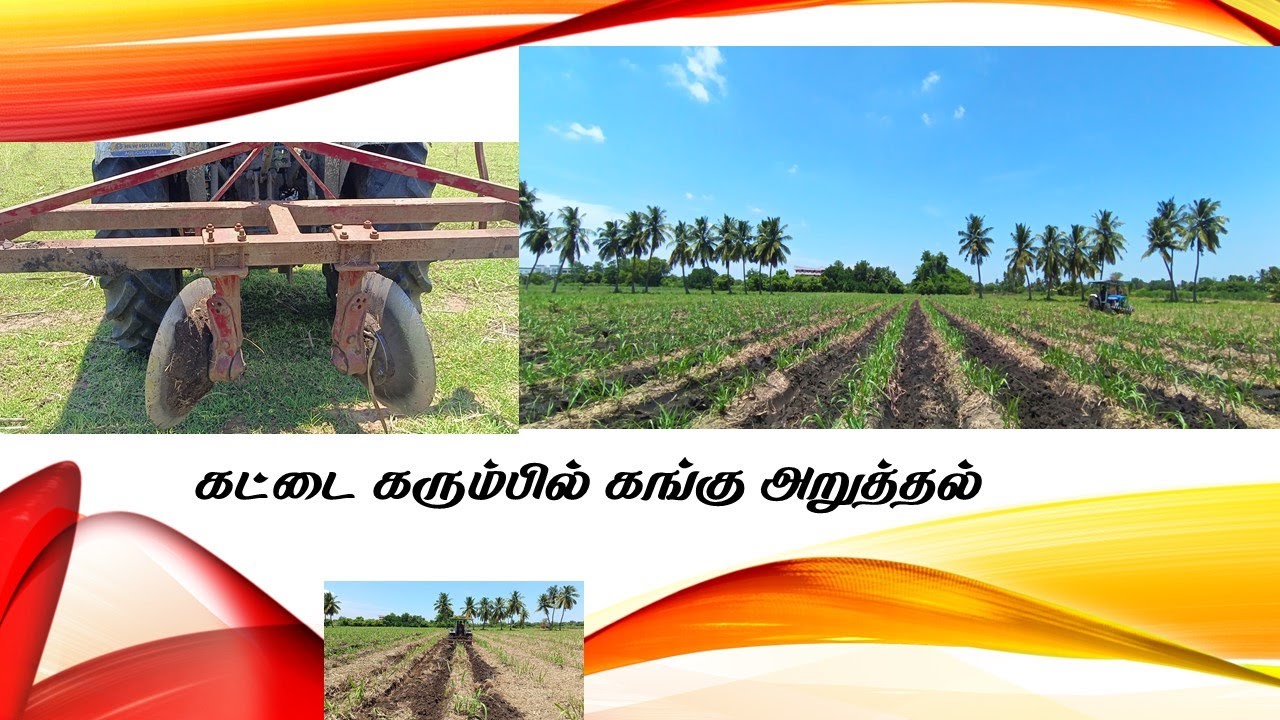 கட்டை கரும்பில் கங்கு அறுத்தல் / Disc Off baring for Sugarcane crop