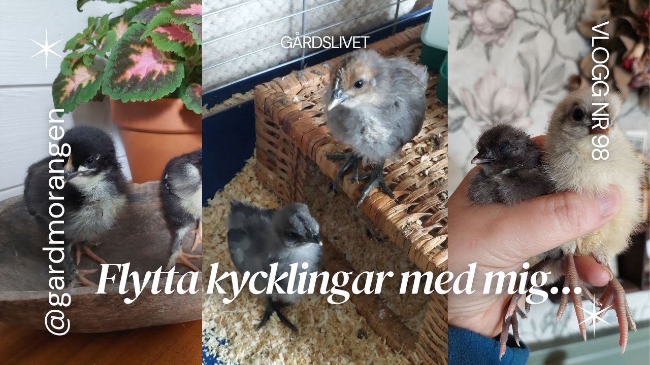 Flytta kycklingar med mig - Vlogg Nr. 98