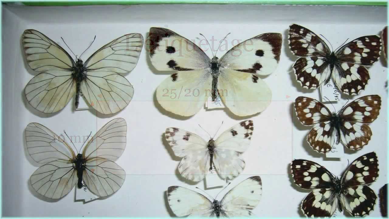 L'étalage des papillons