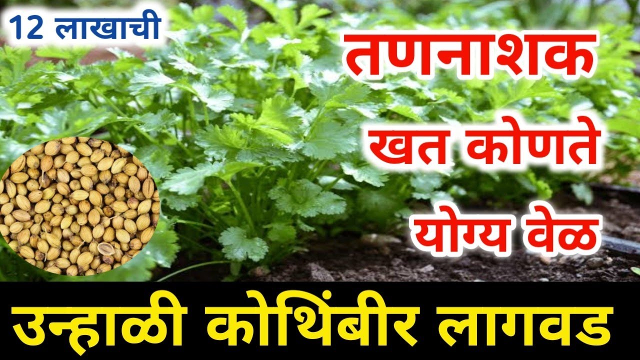 उन्हाळी कोथिंबीर लागवड पूर्ण माहिती / कोथिंबीर लागवड केव्हा करावी / Unhali kothimbir lagavd mahiti