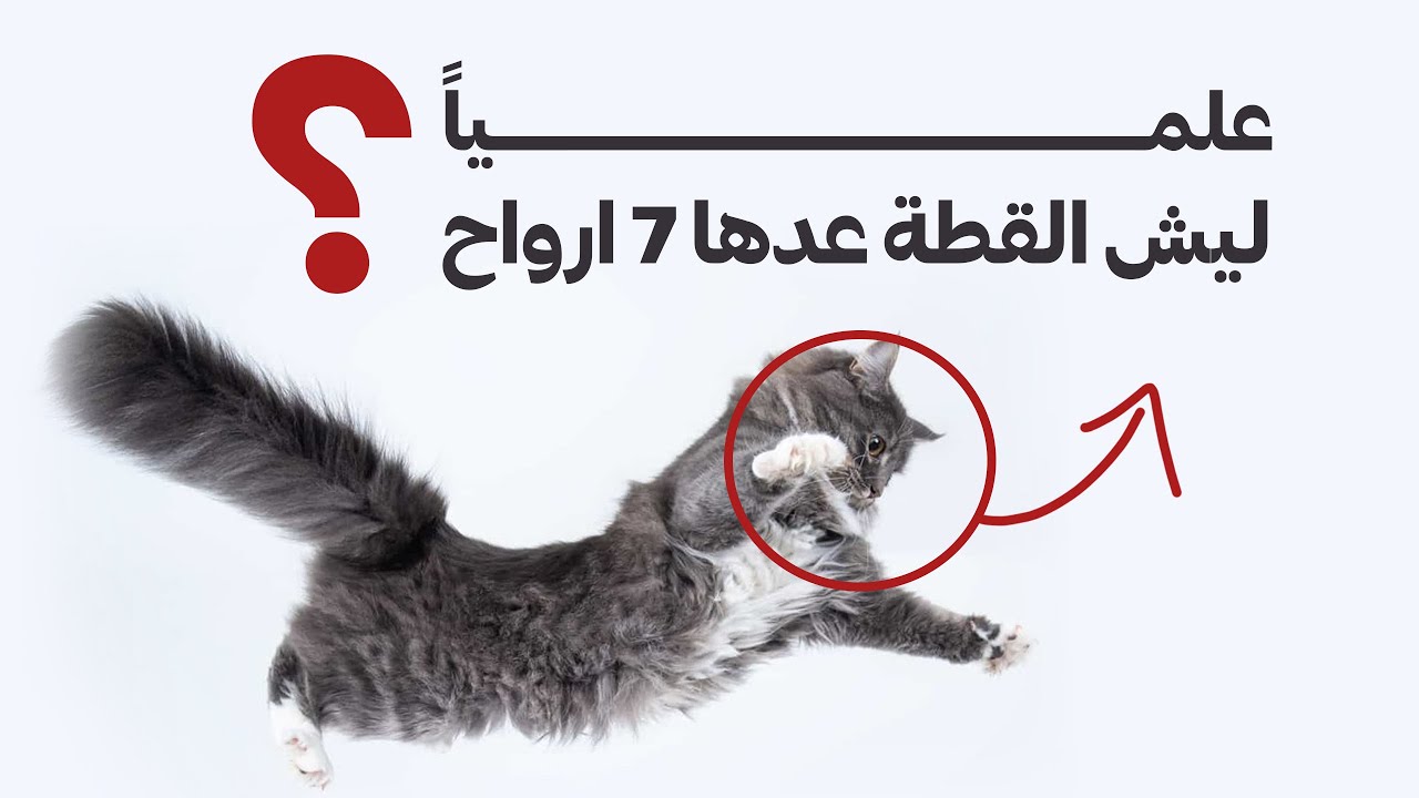 مو صدفة… السبب الحقيقي لنجاة القطط بعد السقوط من المرتفعات