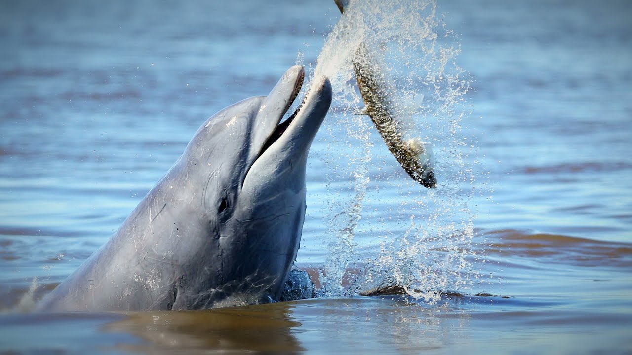 Pedro Fruet | Brazil | A film narrated by Sir David Attenborough for the 2021 Whitley Awards