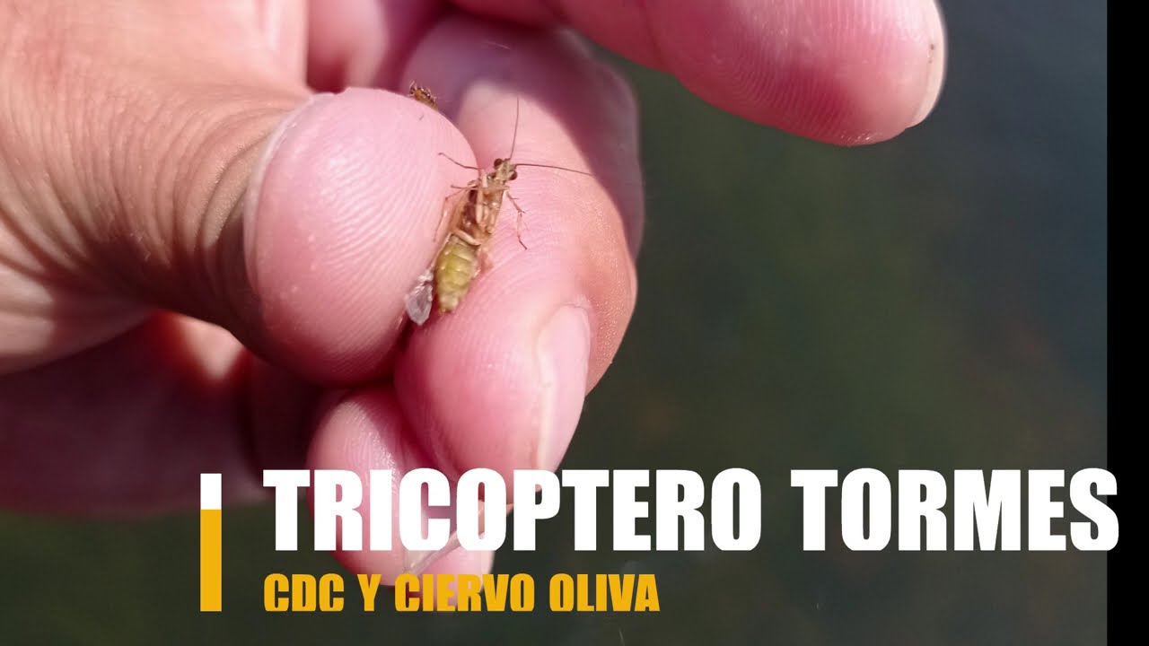 🎣  Tricóptero CDC y Ciervo 
