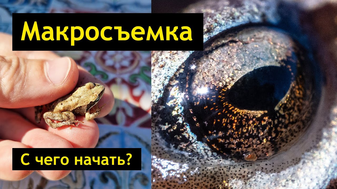 МАКРОсъемка - на что снимать? Макрокольца или макрообъектив? Сравнение и примеры фотографий