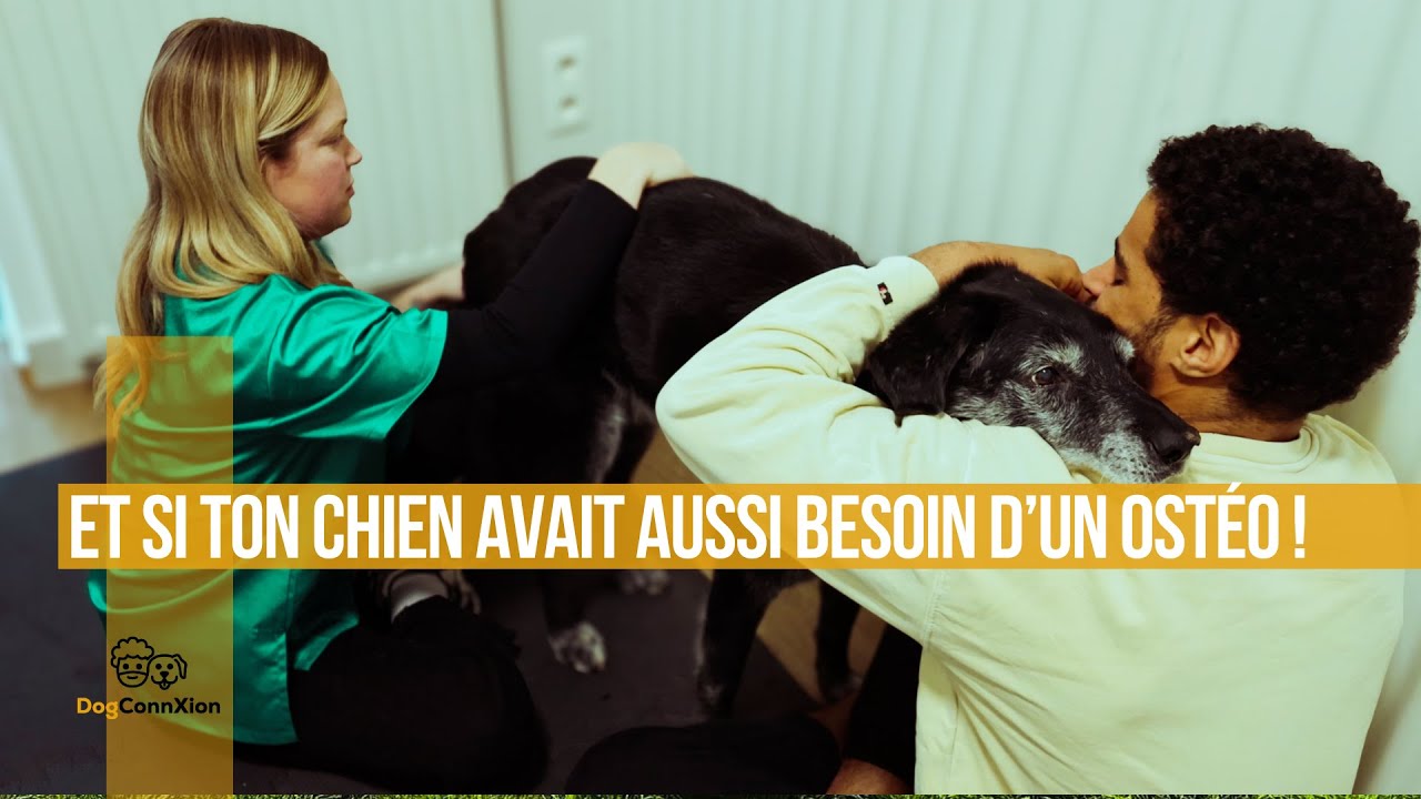 Premiers pas en ostéopathie canine : Winston teste pour vous !