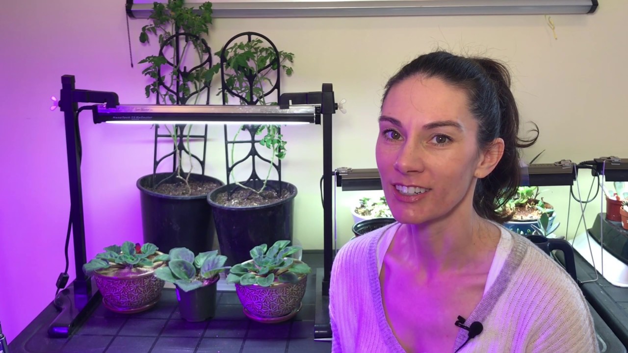 African Violet Update