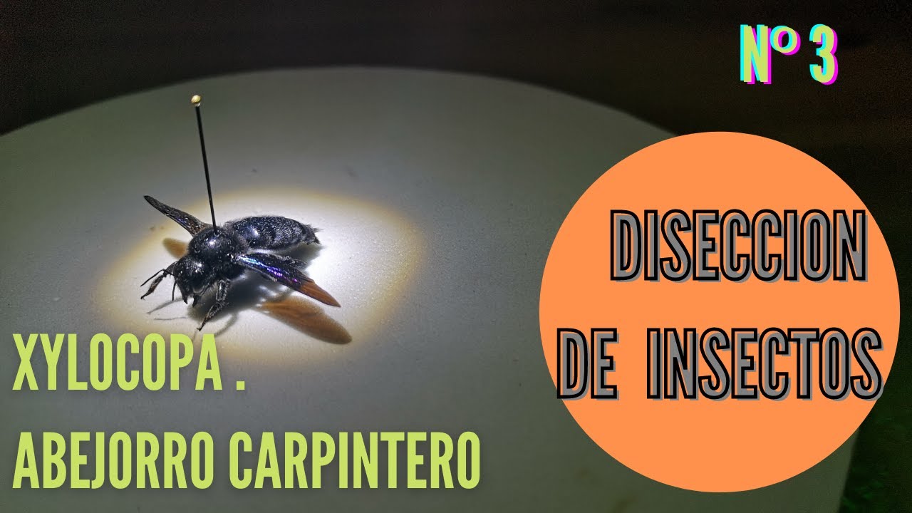 COMO DISECAR UN INSECTO//Nº3// ABEJA CARPINTERA (xilocopa)