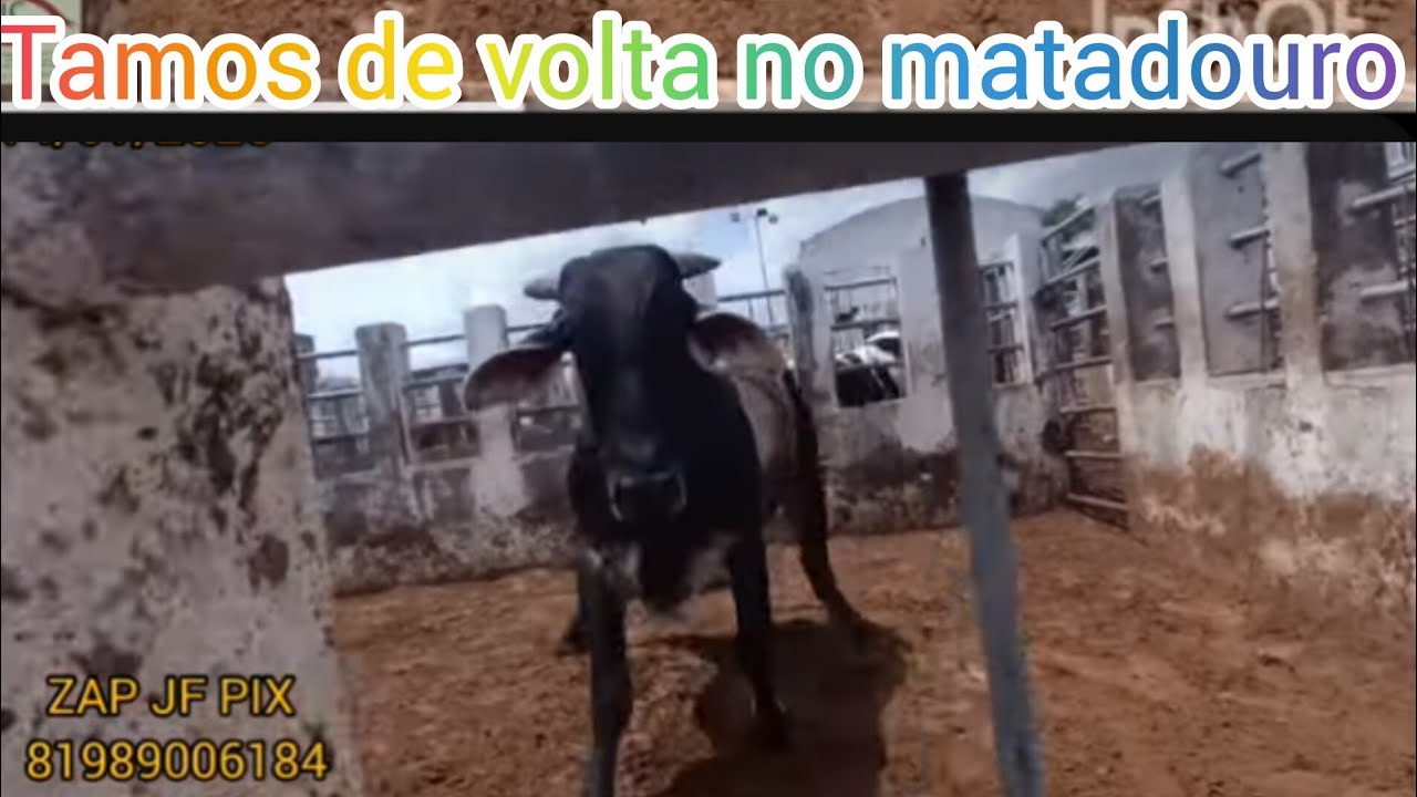 GRAÇAS A DEUS VOLTAMOS COM AS FILMAGENS NO MATADOURO DE LAJEDO 14/01/2026