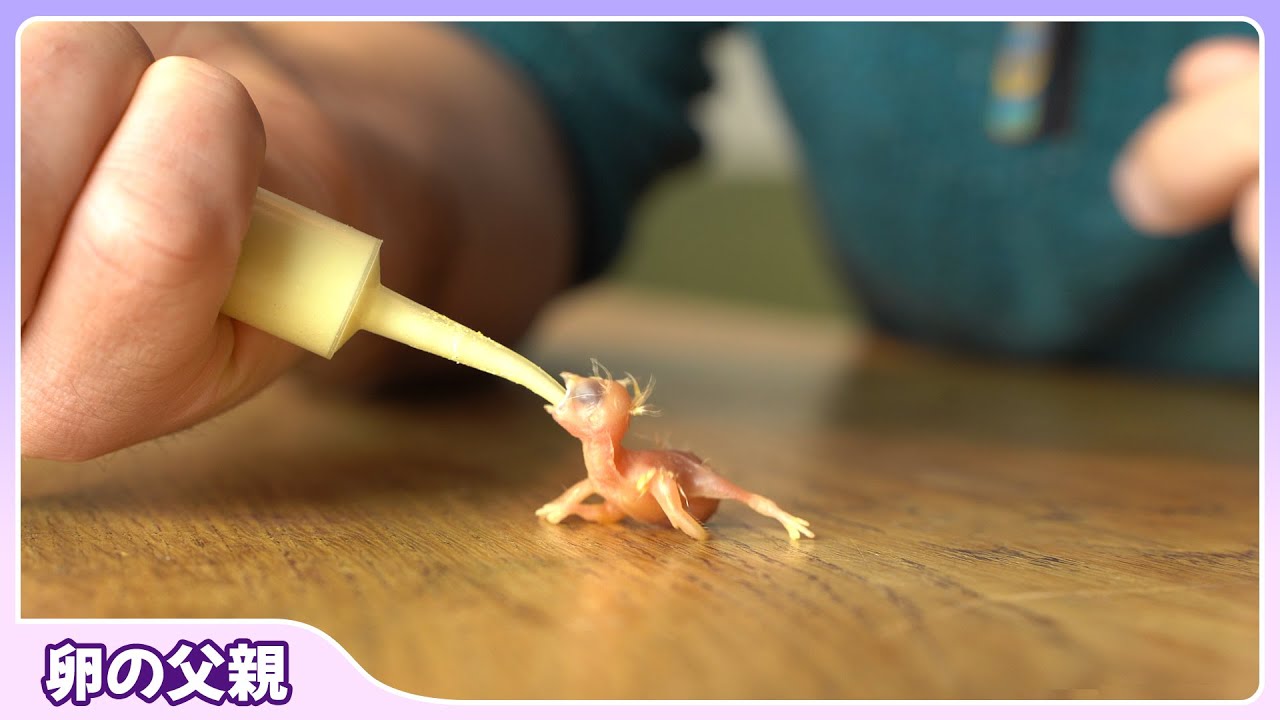 極小の小鳥 - キンカチョウのヒナ