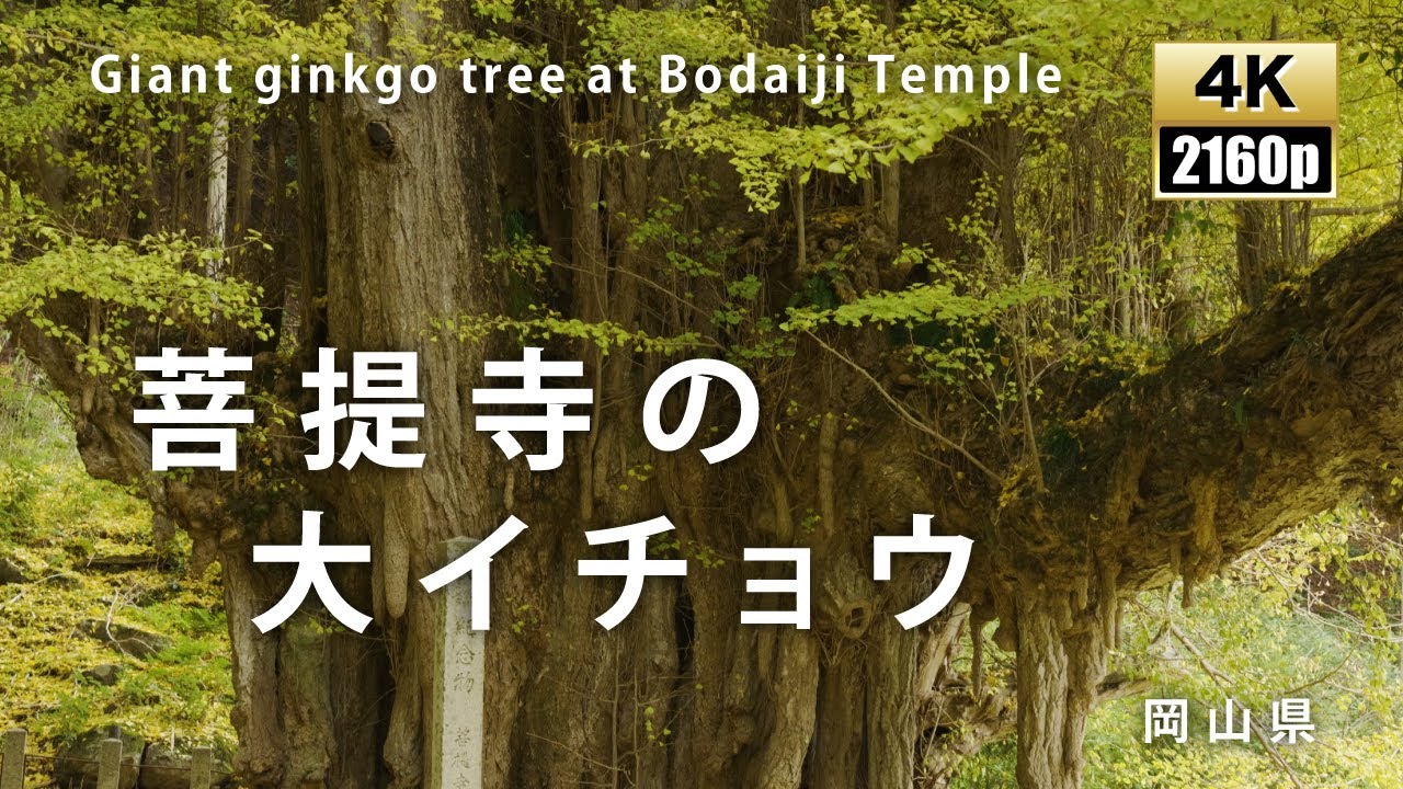 菩提寺のイチョウ　岡山県　巨樹・巨木