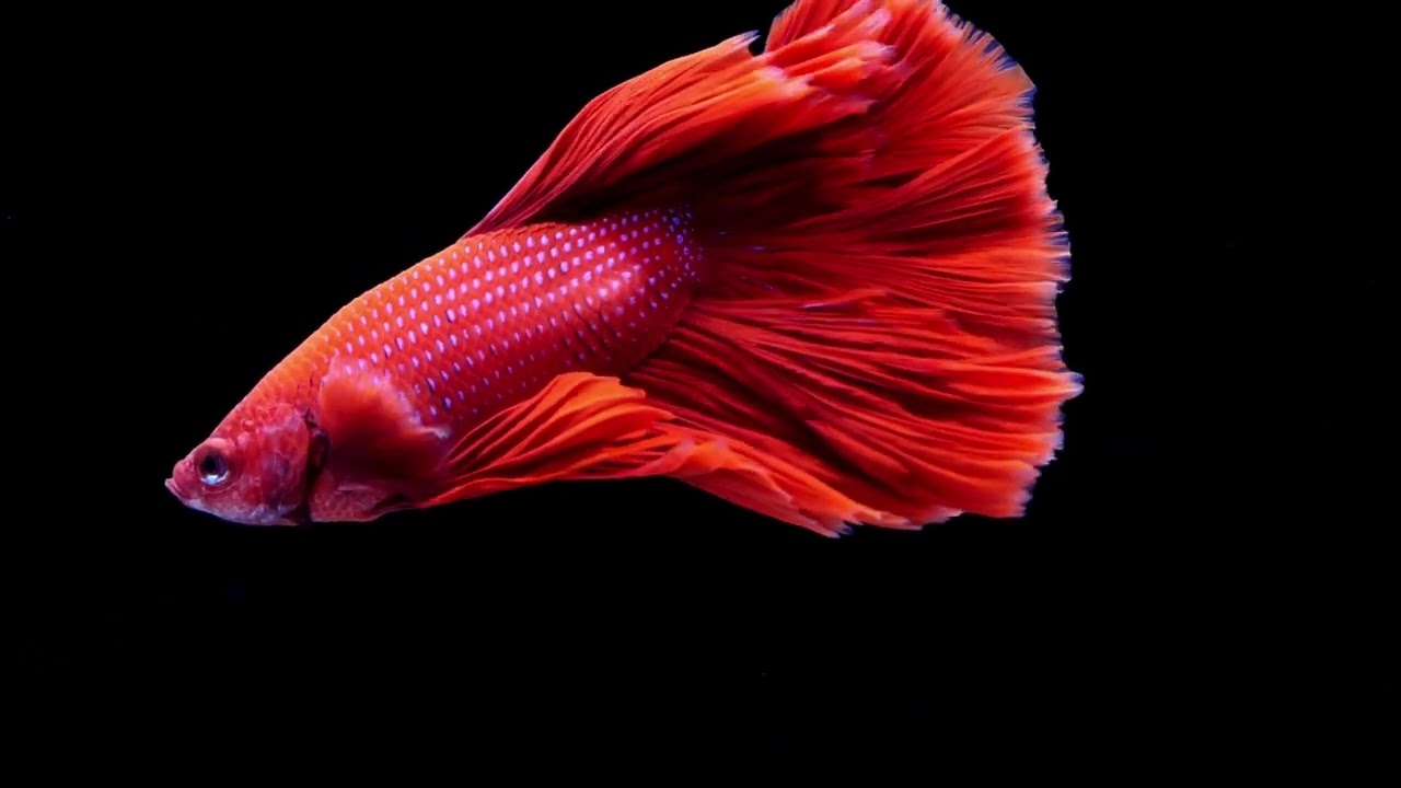 Betta fish(Siamese) fighting fish splendens  video-4k Nature(Ultra HD) | Nature's Sweet Tales