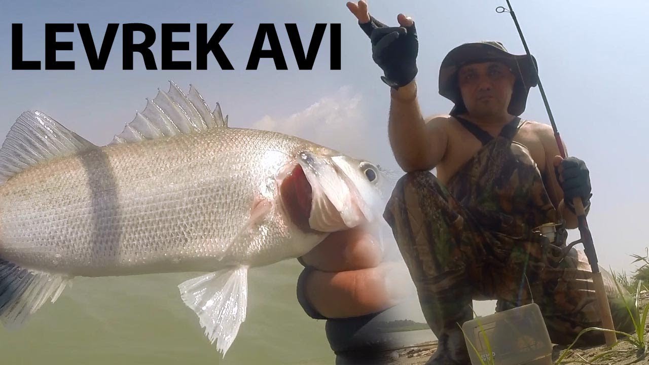 Levrek avı... Muhteşem görüntüler... Blueblue, Zıpkan, Redgill ve Canlı Karidesle