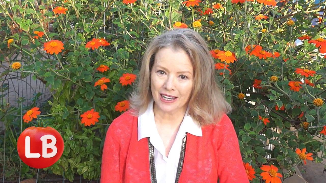 Grow Mexican Sunflower and Attract Monarchs | Late Bloomer | Episode 17
