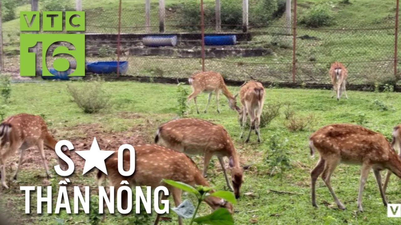 Nu&ocirc;i hươu sao v&ugrave;ng n&uacute;i đ&aacute;, thu 700 triệu/năm | VTC16