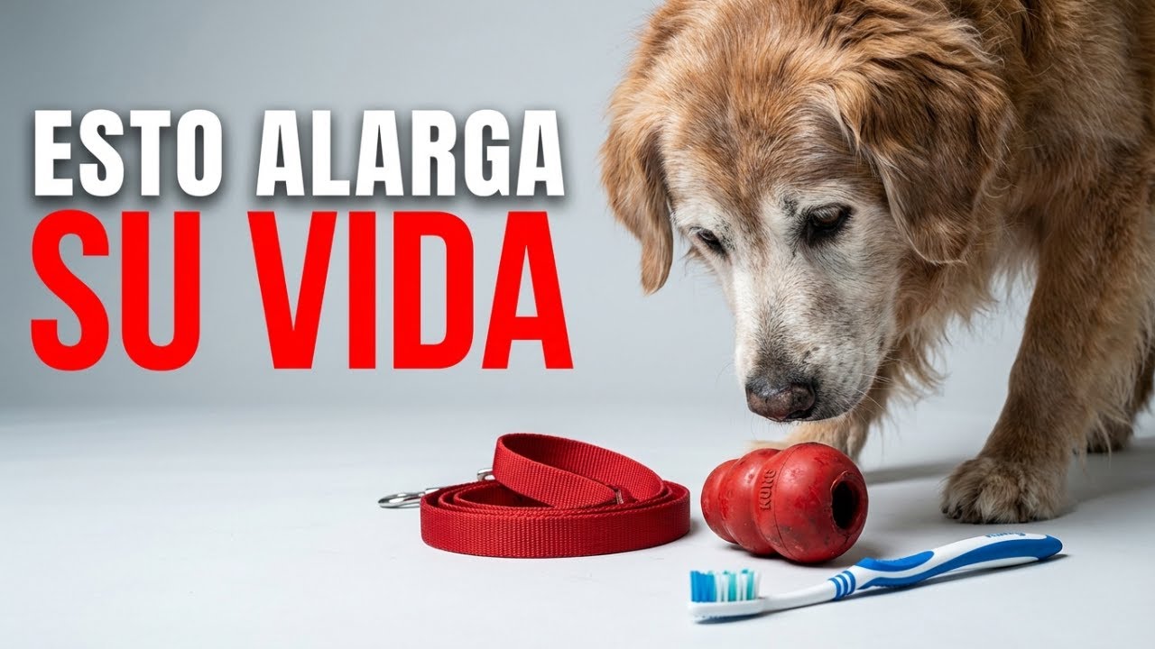 7 Actividades que tu perro NECESITA para vivir más
