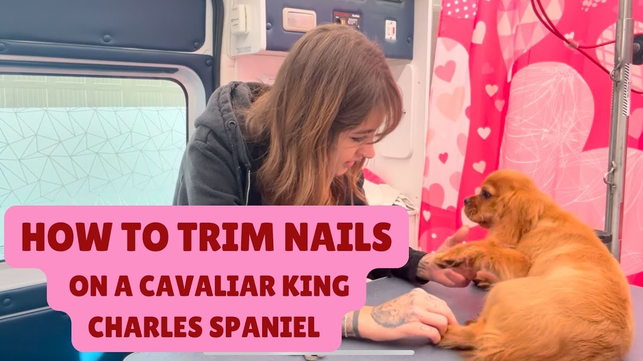 Trimming Nails on a Cavalier King Charles &mdash; Gentle & Easy! ✂️🐶
