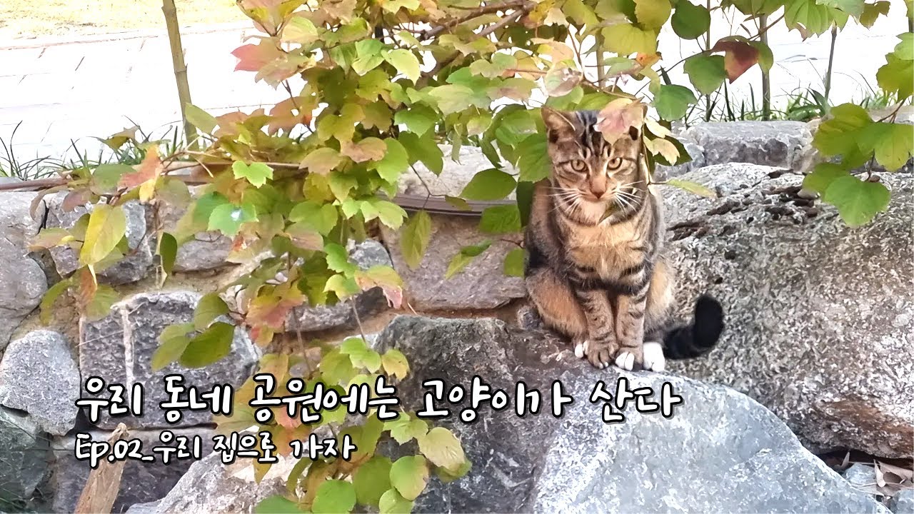 Итак, я решилась! Ep.2_Поехали к нам домой #кошка #парковаякошка #бездомнаякошка #Мори