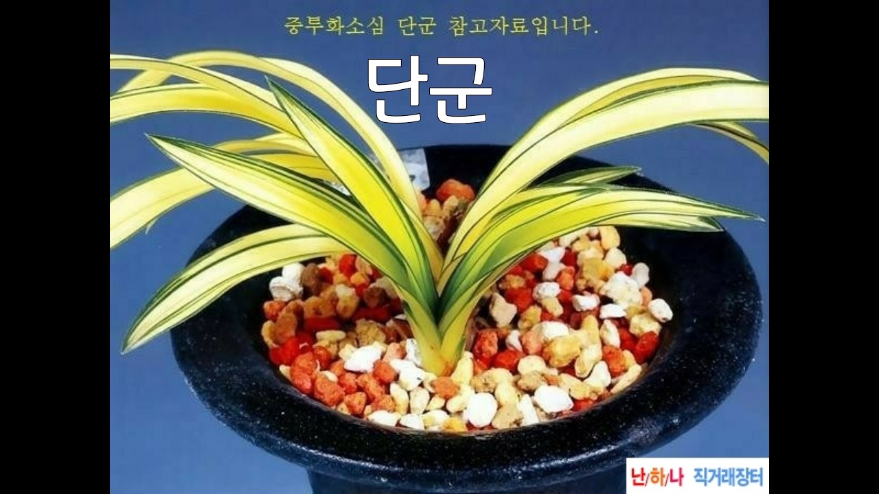 #03월15일 #일요일 #봄 #벚꽃 #재미 #가격 #6종 #중투 #단군 #수사 #극홍 #명금보 #호피반 #추천 #종자 #초보 #난초 #재테크