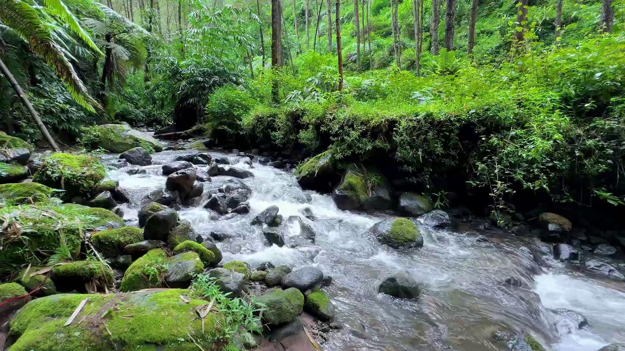 Unwind and relax with peaceful river ambience in forest daylight providing deeper sleep comfort