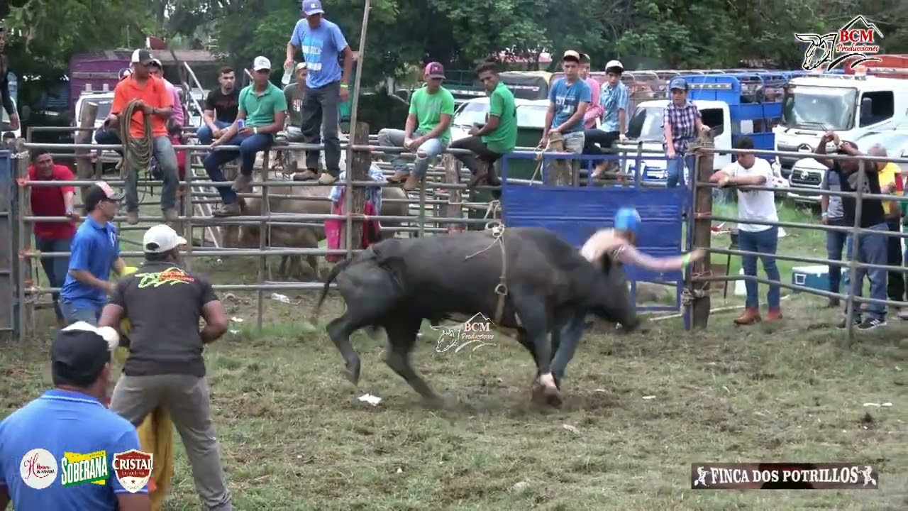 Monta de Toros en Canto del Llano Santiago 29 de mayo de 2023