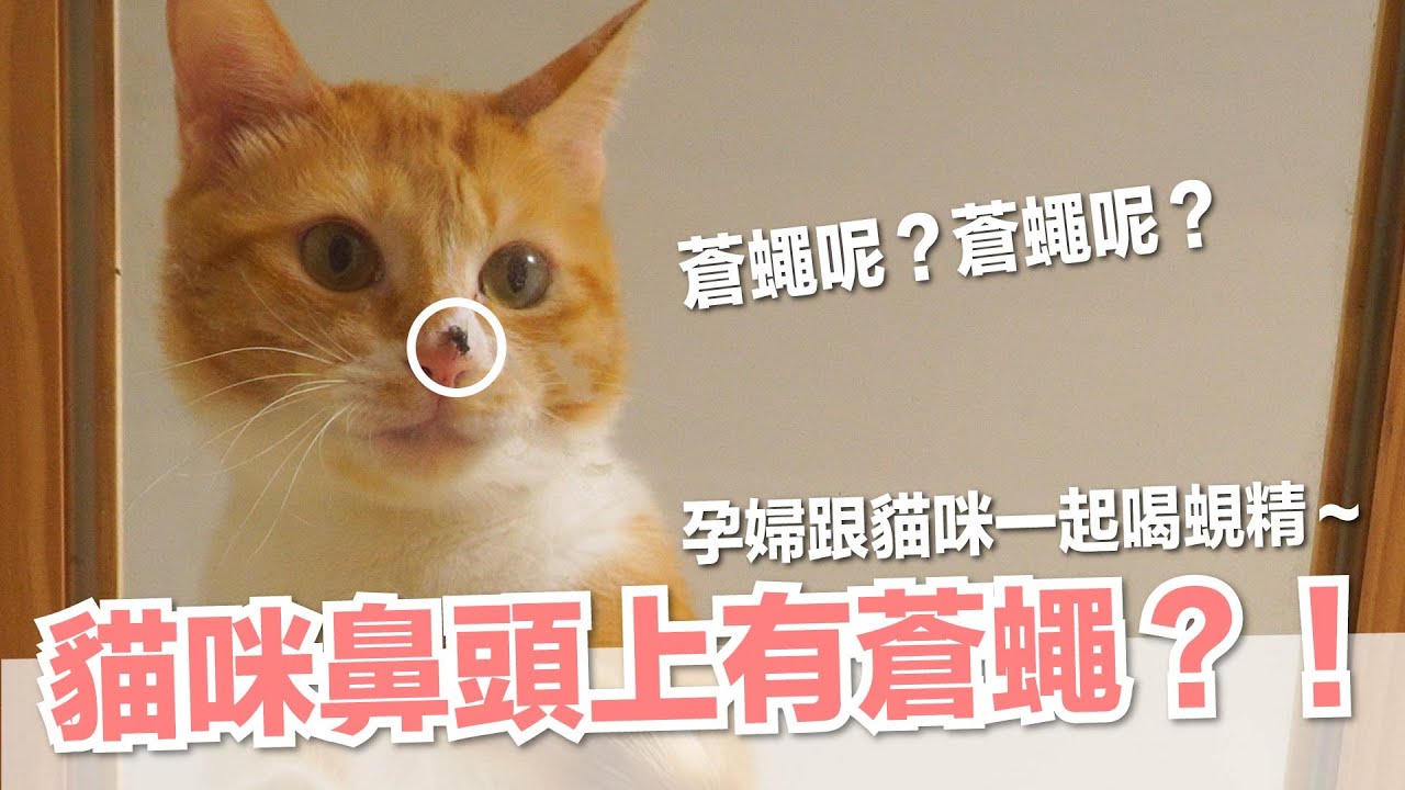 【好味小姐】貓咪鼻頭上有蒼蠅？！孕婦跟貓咪一起喝蜆精～｜貓副食｜貓鮮食廚房EP199