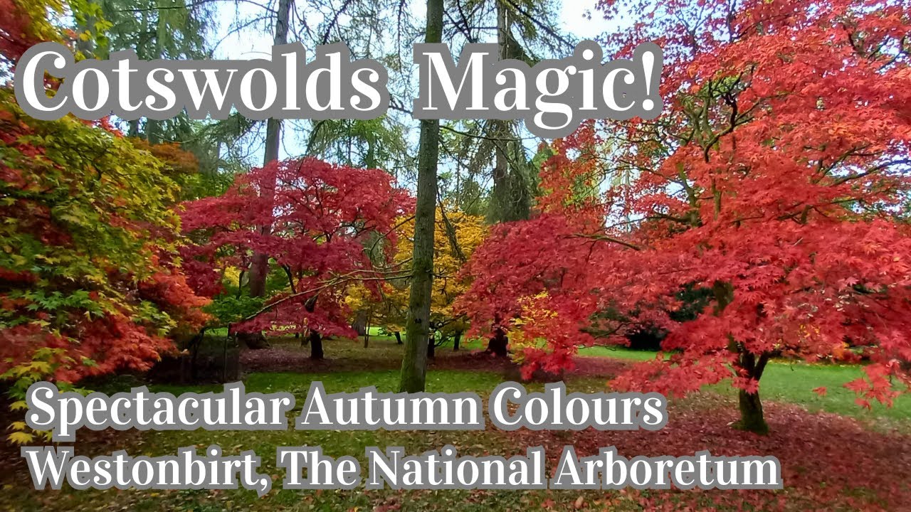 COTSWOLDS MAGIC!- ENJOY SPECTACULAR AUTUMN COLOURS AT WESTONBIRT ARBORETUM #cotswolds #cotswoldwalks