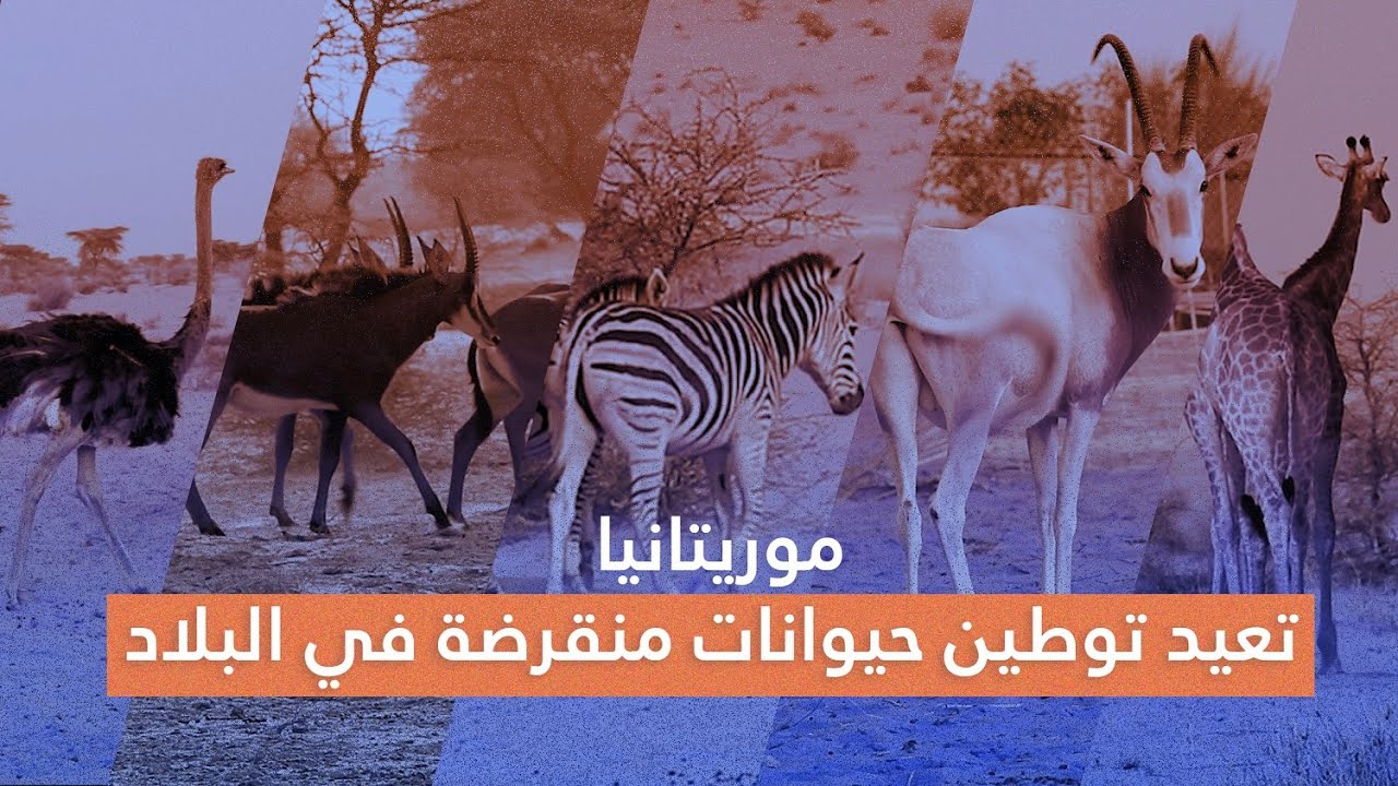 موريتانيا تعيد توطين حيوانات انقرضت في البلاد