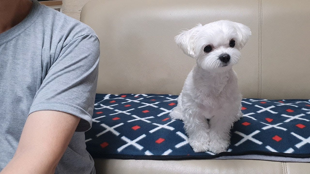 월드컵에 아빠의 관심을 뺏겨버린 강아지