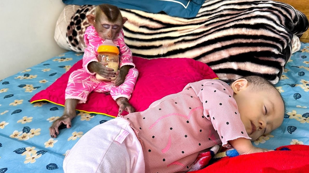 An adorable moment of Diem and Monkey Kaka when they were little.