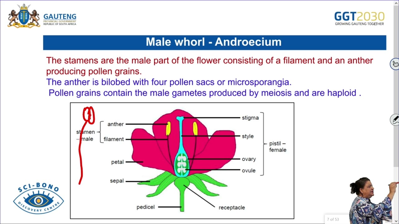 Flowers as reproductive structures and animal biodiversity - Grade 11