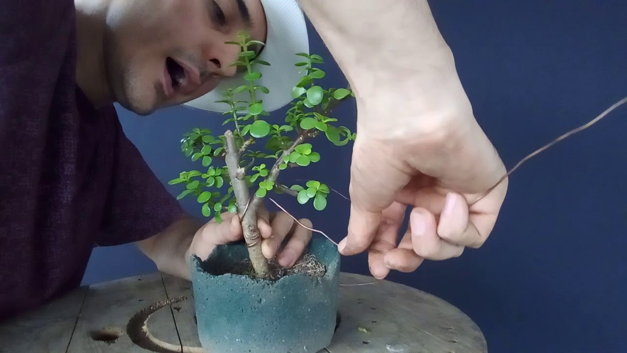 Como alambrar un rama para darle forma. Bonsai. How to wire a branch to shape⛩️