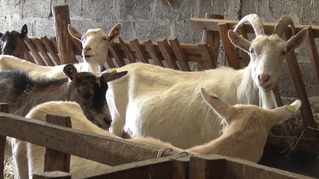 BOLESNI ga traže, a ZDRAVIMA uglavom smrdi