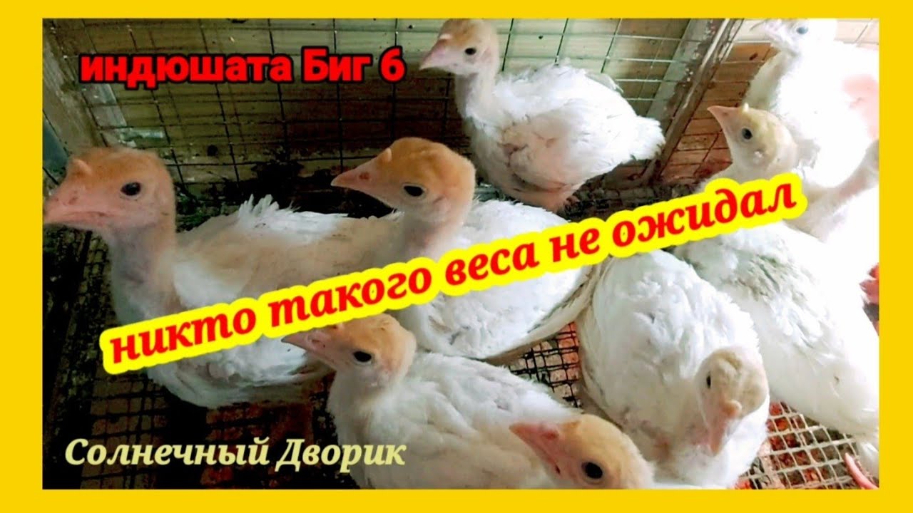 Индюшата так быстро растут, что пришлось рассаживать. Вес индюшат Биг 6 в 17 дней.
