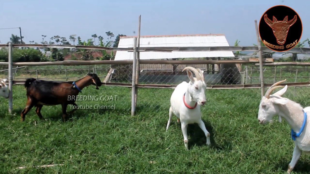 Cabras Saanen Destacadas y productivas