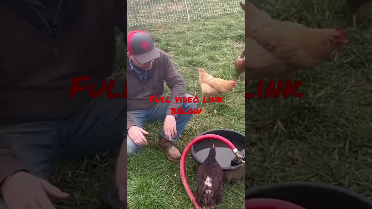 EASY Way To Water Chickens