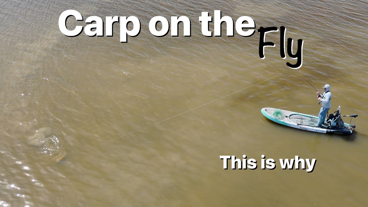 Carp Fly Fishing - This Is Why