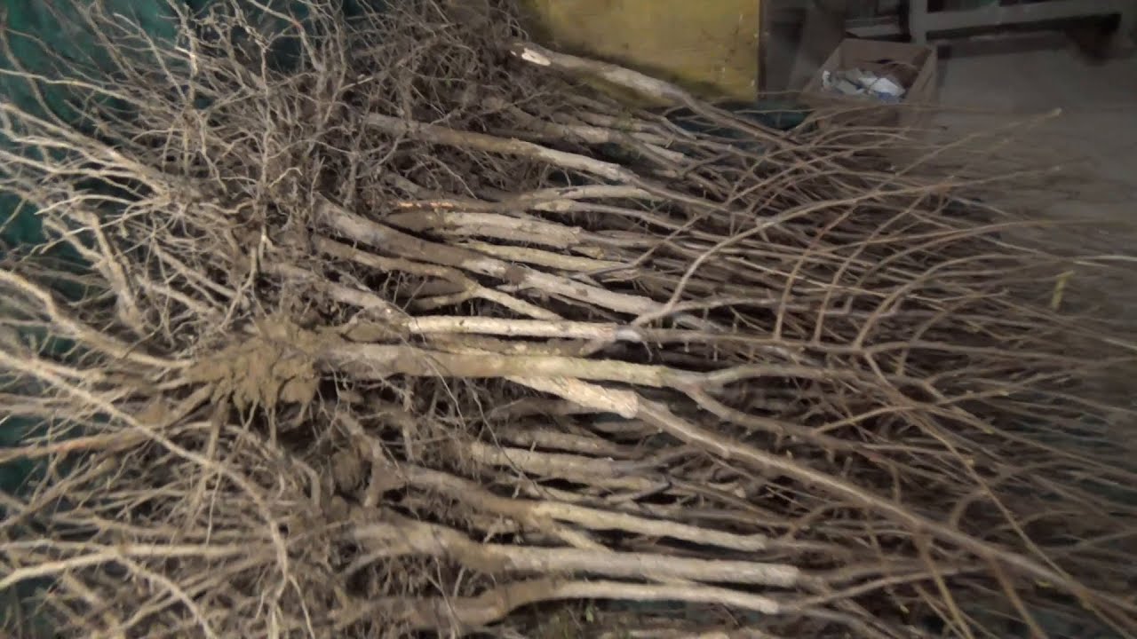 innesto nocciolo il film breve - Hazelnut grafting on Corylus Colurna short film
