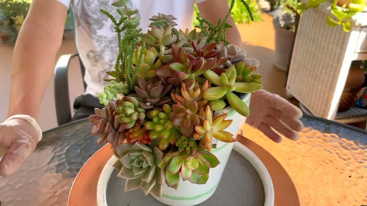 Broken Pot Succulent Arrangement