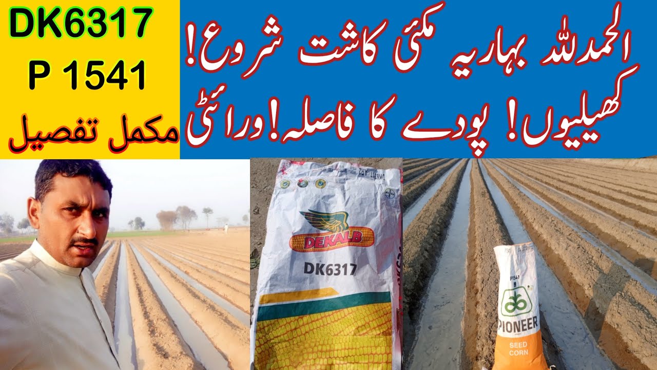 ALHAMDULILLAH Bahria Makai K Kasht Start! بہاریہ مکئی کی اگیتی کاشت شروع!کھیلیوں اور ورائٹی!تفصیلات 