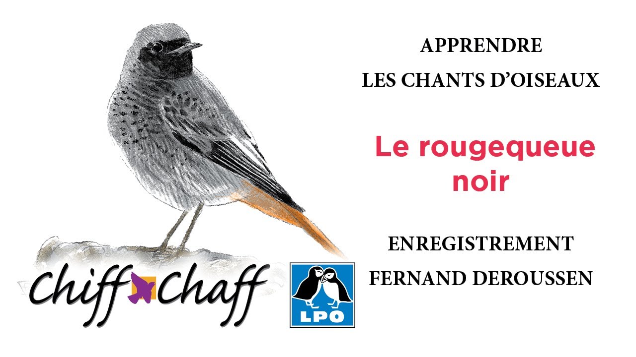APPRENDRE LES CHANTS D'OISEAUX #7 : Le rougequeue noir (Chiff-Chaff)