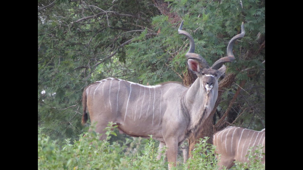 PR1245 This 484-ha game farm is in the heart of the Waterberg in the Lephalale area,Limpopo Province
