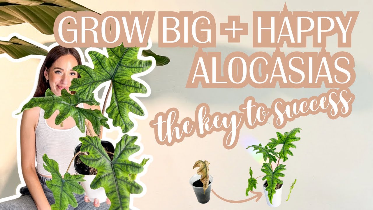 grow BIG + HAPPY Alocasias🌱 successfully transfer from soil to pon with ease