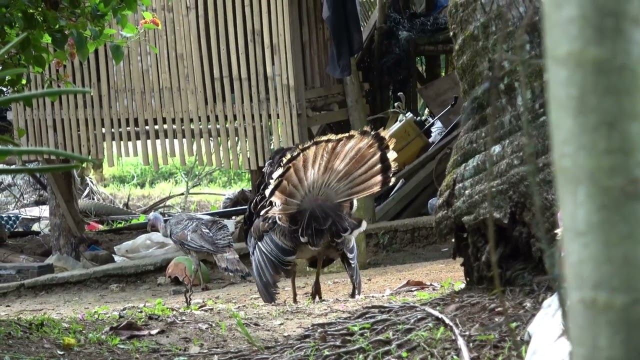 Sony 4K Camcorder FDR-AX43A Outdoor Footage Philippines
