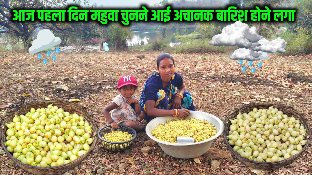 आज पहला दिन महुवा चुनने आई अचानक बारिश होने लगा 🌧️🌧️ || sona charu vlogs || #dailyvlog #familyvideo 