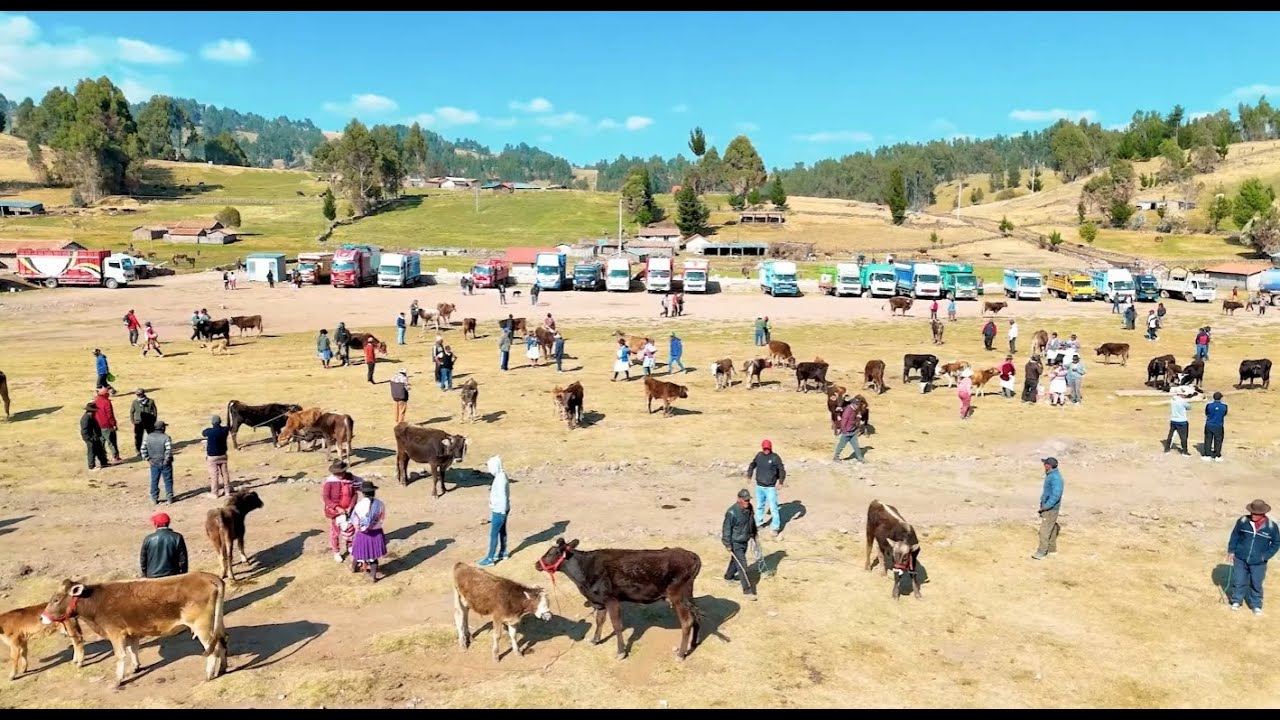 REPORTAJE A LA FERIA DE PUTACCA - VINCHOS - AYACUCHO