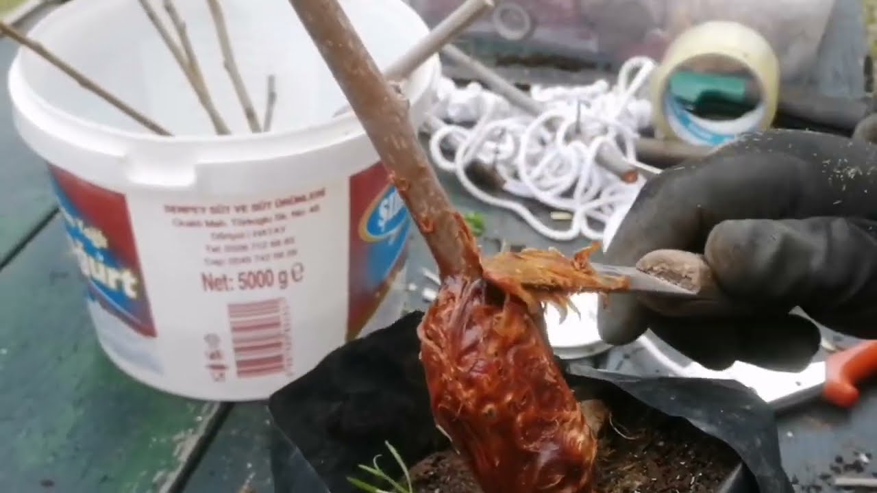 Dut aşısı nasıl yapılır, yarma aşı tekniği, aşı macunu kullanı mı..