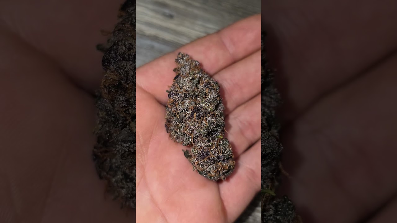 LemonCherryCookies 🍋🍒🍪💜 by fastbuds 🔥📈 #grow #420  #fastbuds #diaries #plants #indoorplants