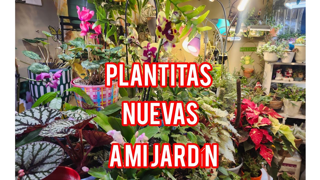 Plantitas nuevas a mi jardín  mira nomas que chuladas 😍🪴🪴🌼🌸🏵