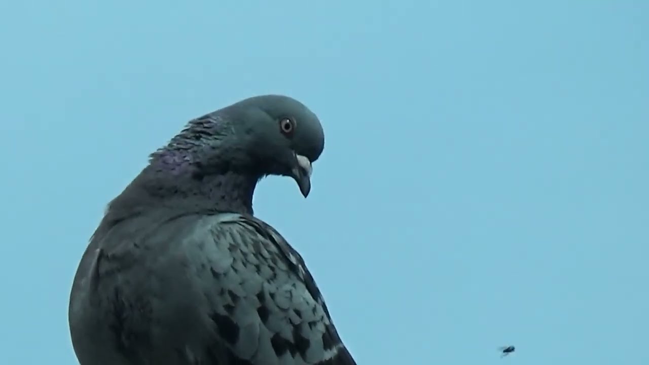 New life - Pigeon squabs and young